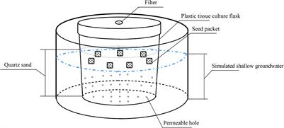 Rising Shallow Groundwater Level May Facilitate Seed Persistence in the Supratidal Wetlands of the Yellow River Delta